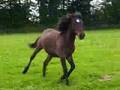 Très beau au galop ce cheval!! 