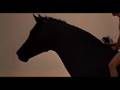 Vraiment magnifique... le galop dans l'eau...wow!