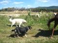 En randonnée avec Chips, ma soeur et les chiens!