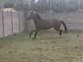 Un cheval qui fait comme Bella !