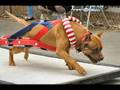 Migod quils sont ford les chien !!