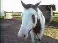 Un cheval qui a la grosse vie dure !!!