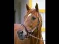 Secretariat, une legende
