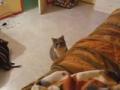 mon chat bizzard