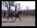 je veux ce poney !! il est trop beau ! 
