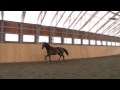 Esprit, 5 ans, saute 1.62m en liberté