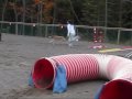 Mes chiens bilan 2009 agility et freestyle canin