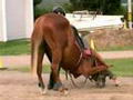 ... je ne comprend pas... est-ce qu'il domine cheval? moi je ne le...