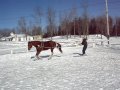 Ski joering, premier galop contrôlé