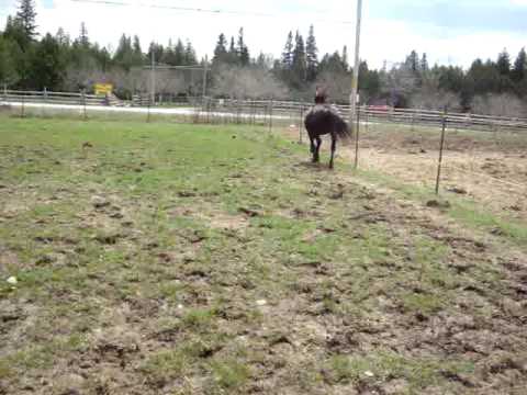 Voici un video que j'ai fait de ma jumpent, Perle. Mais il n'y a pas de son :(