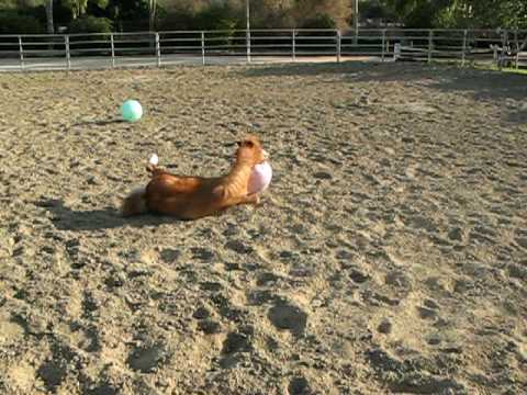 Un petit s'amuse avec des ballons