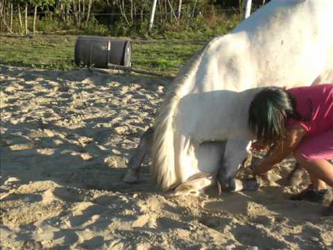 hommage a mon ancien cheval