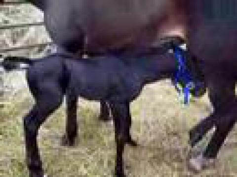 Quarter Horse noir - Un superbe Poulain - Je le veux :) ! Le trouvez-vous beau ?
