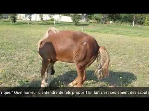 Sauvetage d'un poney, il est désormais en paix, loin de l'horreur humaine ...