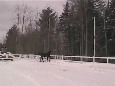 Pouliche Warmblood