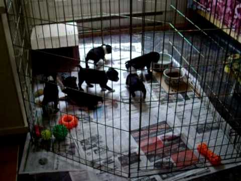 Trop hot les petits chiots de ma belle-mère !