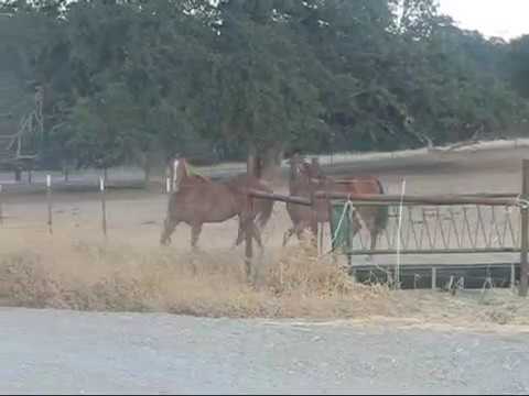 Comment faire peur aux chevaux ? Attaque du cochon