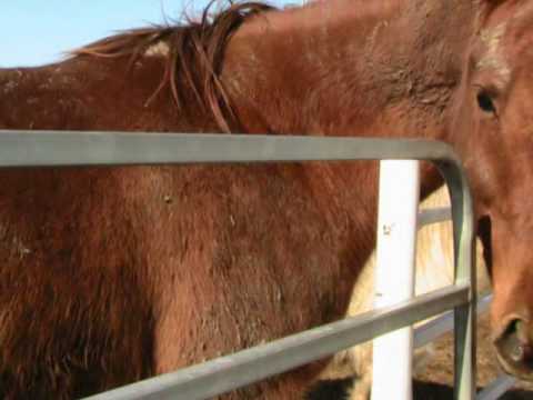 Montage de quelques une de mes photos de chevaux, au Ranch AML !