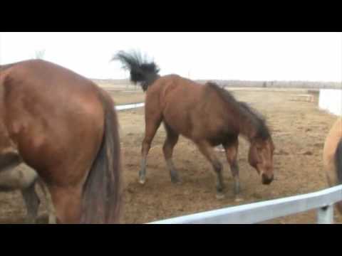 Petit film de chevaux bien content d'être dehors :) Une petite roulade ! Au Ranch AML