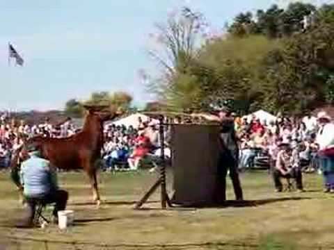 Je sais pas ce que vous en pensez .. Il y a des concours aux états-unis qui consistent à faire sauter des mules à...