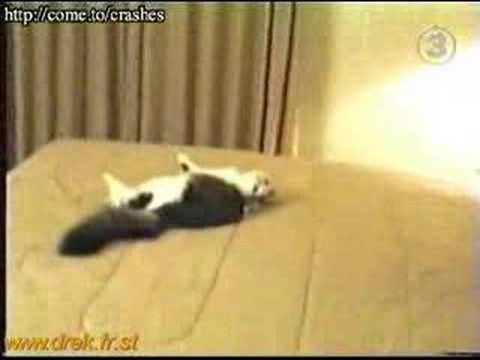 pauvre chat... il fait un méchant saut...