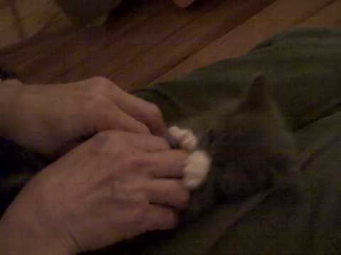 Chaton tronion