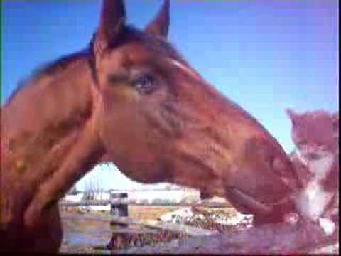 Cheval qui mordille un chat