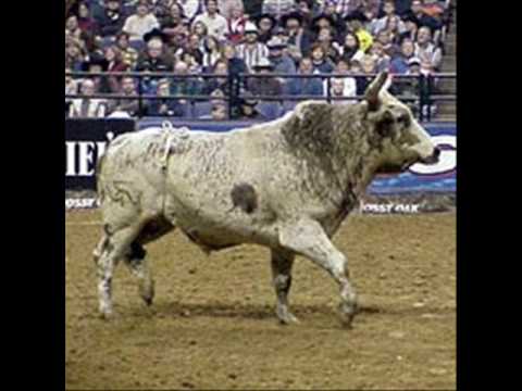 GET BUCKED ?.. lo0l time to ride .. what are you afraid of ?