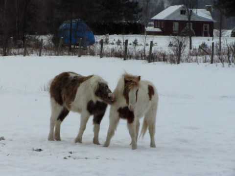 Flit et Meeko 2 poneys qui sont frere!Il sont a croquer!