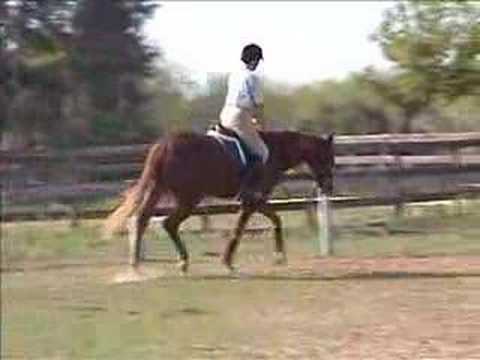 Beau thoroughbred!!!!