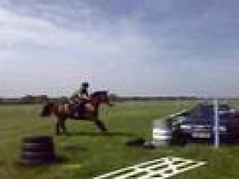 cheval qui sute une voiture
