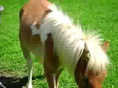 pouvez-vous me dire ques-ce quil a ce cheval, y fais pitier en tk