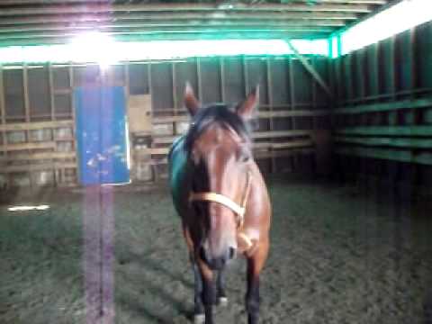 Mon cheval en mis en liberté !