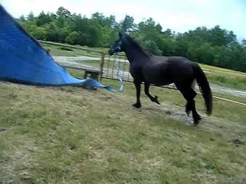 La première fois que je longe un cheval et la première fois depuis longtemps que Zimba est longer. Je crois qu'on c'est...