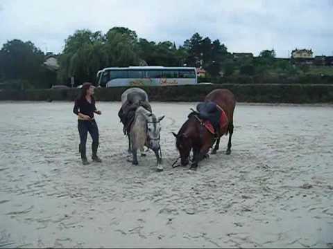 Gilliane seen une cavaliére qui est en résidence au haras de Cluny.Vous pourrez l'avoir vue dans de diverses...