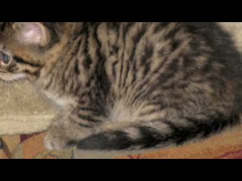 Une de nos port&eacute; de chatons,mon lapin et ma soeur(petite)