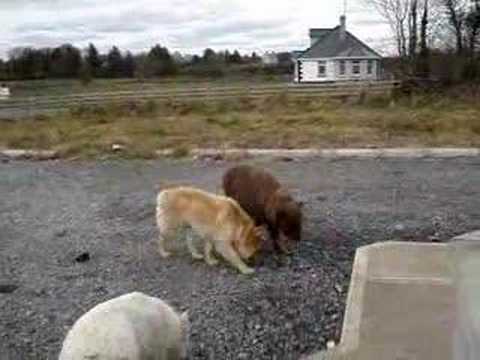 Un mini cheval et deux chiens de bergers! C'est ben drôle ils sont de la même taille, c'est cute!