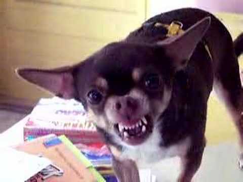 pas laire comode le chien XD