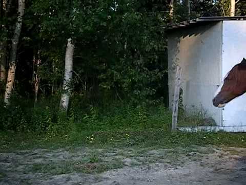Les chevaux qui rentrent à l'écurie :D
