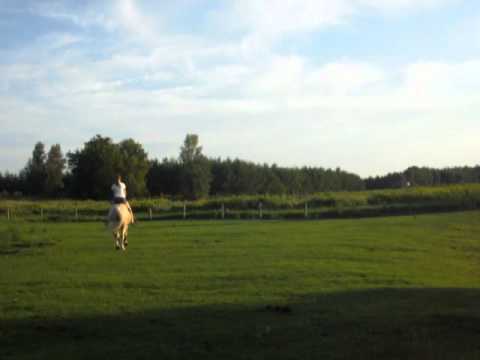 Moi & Goldy, vidéo pris aujourd'hui dans le champs :) Si vous avez un compte youtube, ça serait gentil de vous...