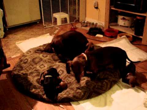 Mes chiots qui s'amusent