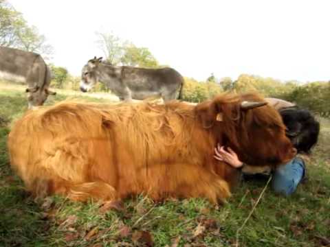 une vache trop cute:)
