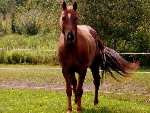 Mon cheval !
