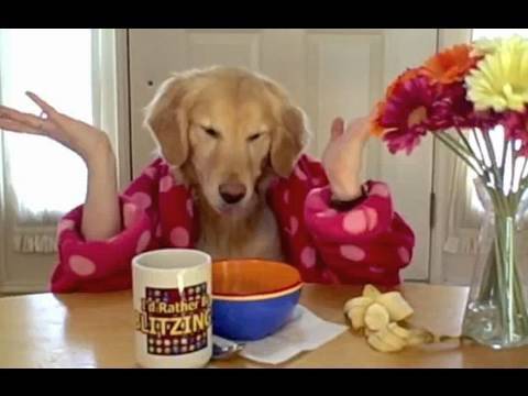 Un petit déjeuner qui a du chien!