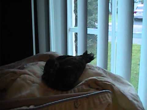 Mon bébé tourterelle en début de sevrage..a la fin du vidéo j'essai de le stimuler pour qu'il picosse des graines