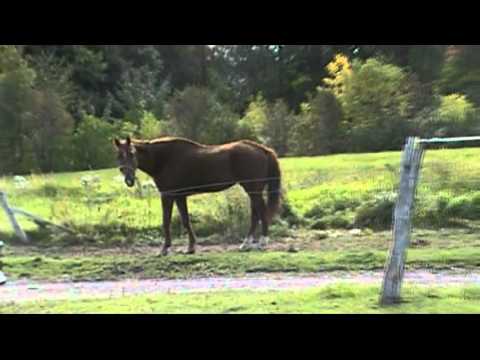Henri..le cheval le plus dur a attraper au champs!