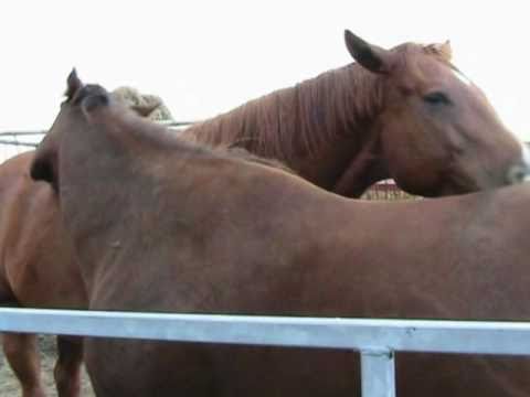 Sc&eacute;ance de grattages au ranch AML - 26 septembre 2010   - (L)  (L)  (L)  (L)