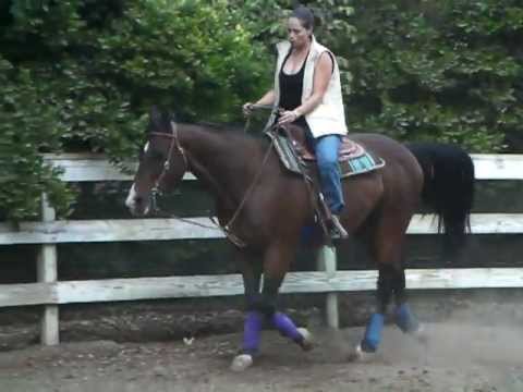 standardbred en entrainement de plaisance!