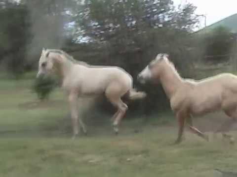 Le Palomino qui attaque