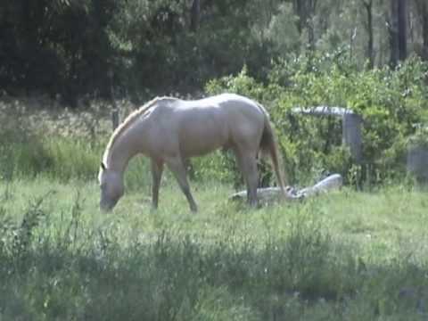 Étalon Quater Horse Perlino
